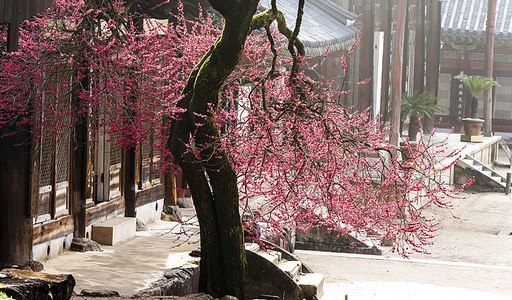 구례 화엄사 홍매화(흑매)