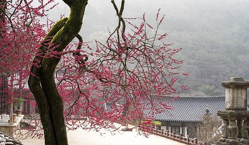 구례 화엄사 홍매화(흑매)