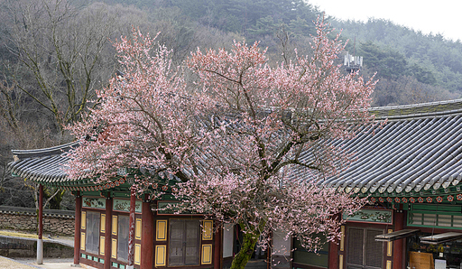 구례 화엄사 홍매화