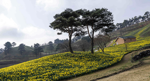 구례 지리산치즈랜드 수선화 꽃동산