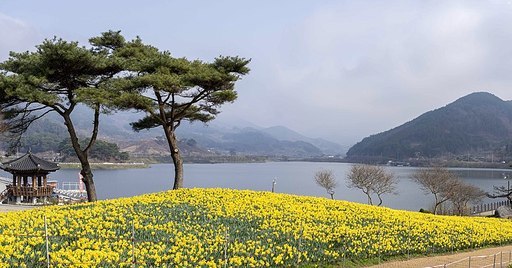 구례 지리산치즈랜드 수선화 꽃동산