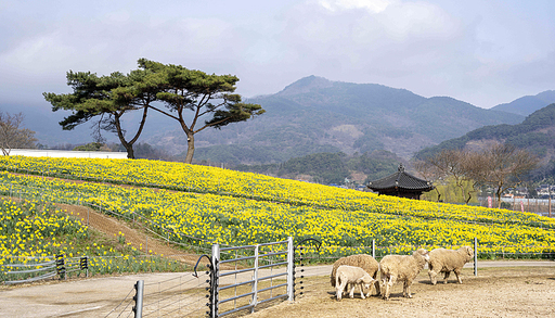 구례 지리산치즈랜드 수선화 꽃동산