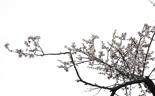 매화꽃이 하얗게 핀 매화나무 꽃가지