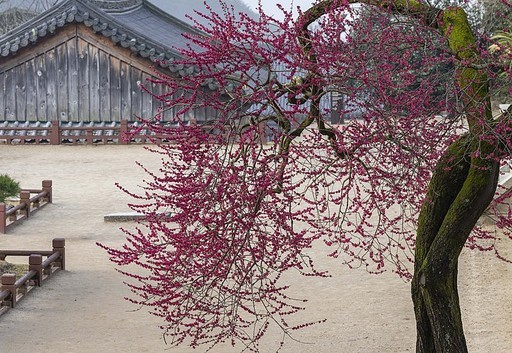 구례 화엄사 홍매화(흑매)