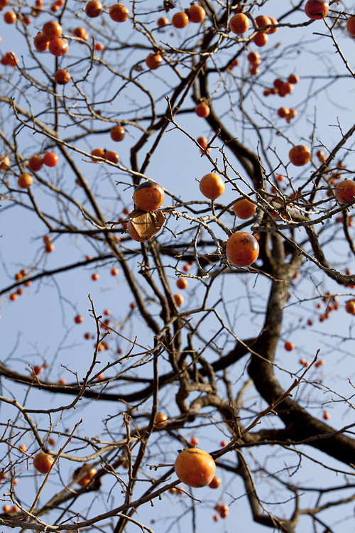 Autumn Fruits