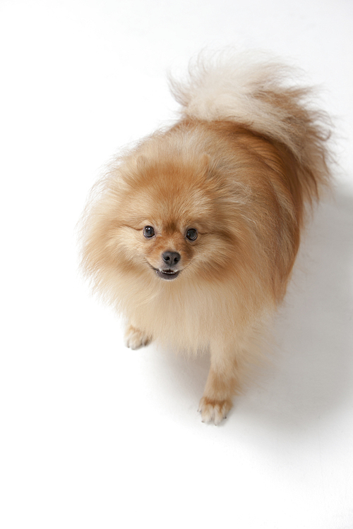 Dog - Canine, Pomeranian, pet