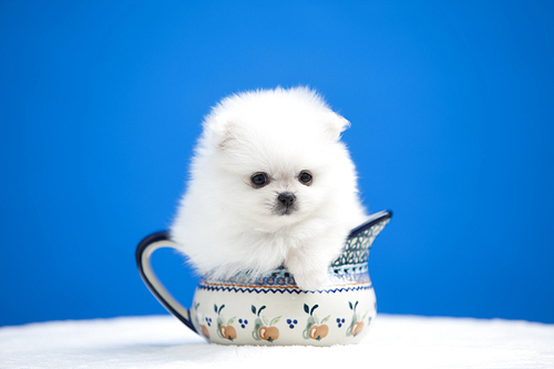 puppy in the cup, pomeranian, pet
