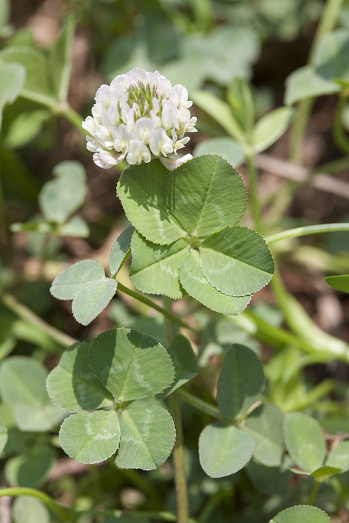 clover, five leaf clover, four leaf clover, flower, South Korea