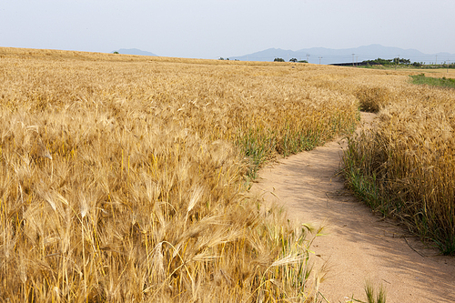 barley field, way,  Gochang, Jeollabuk, Korea,