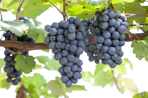 grape, yeongdong-gun, chungbuk, korea