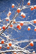 persimmon, persimmon tree, snow, seoul, Korea