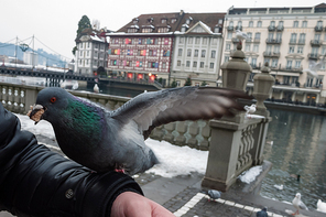 스위스베른의 아이와 비둘기