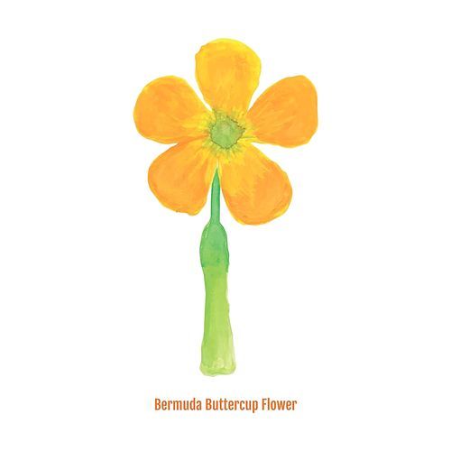 bermuda buttercup flower