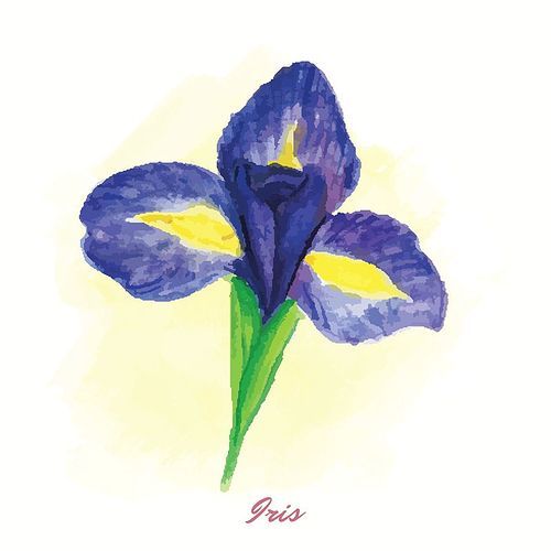 iris