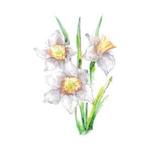 jonquil flower