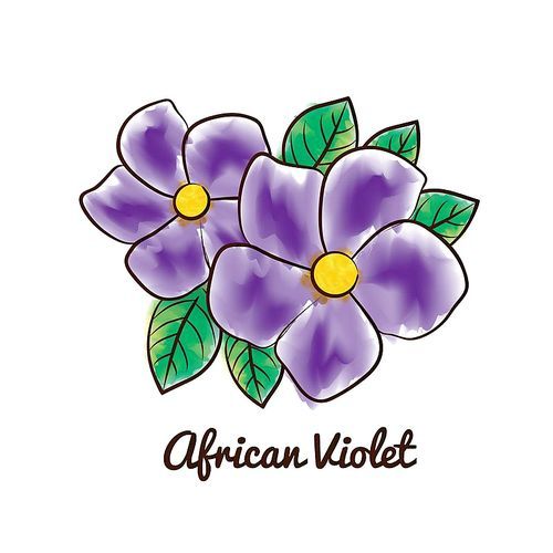 african violet flower