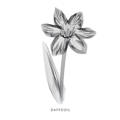 daffodil