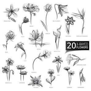collection of x-rayed flowers