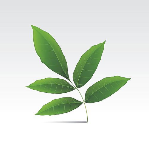 green ash leaf