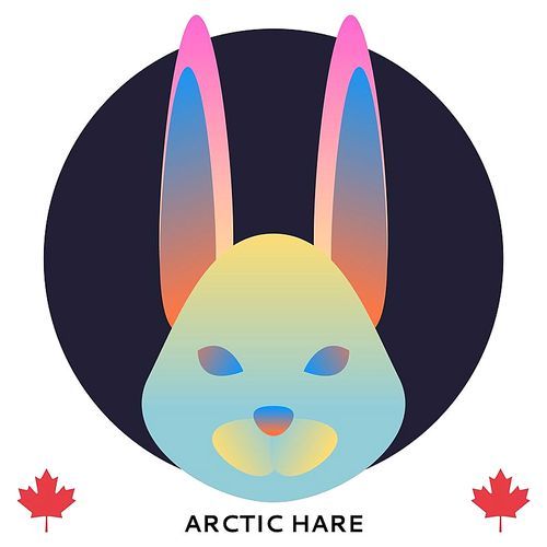 arctic hare