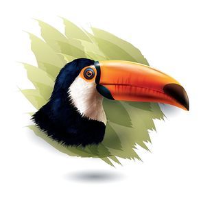 toco toucan