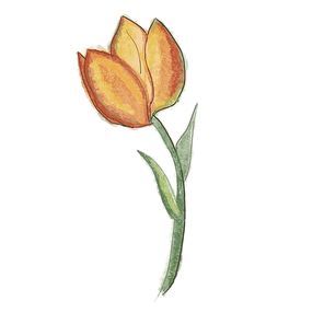 tulip