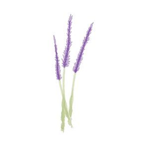 lavenders