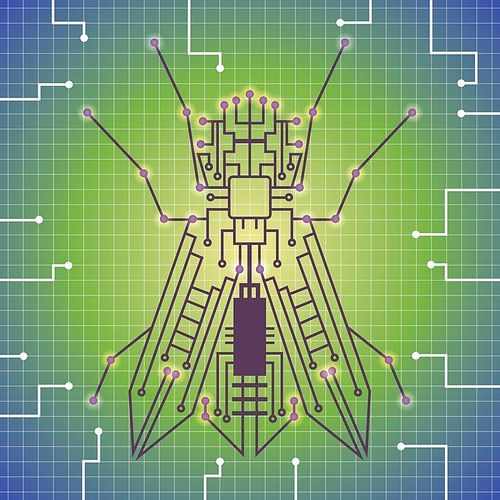 fly shape circuit