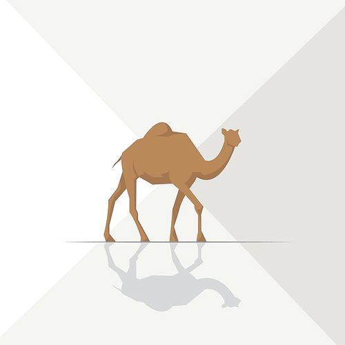 camel