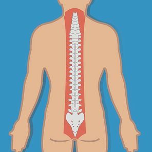 human spinal cord