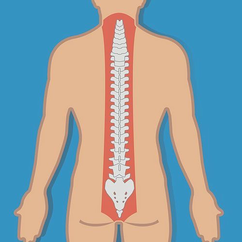 human spinal cord