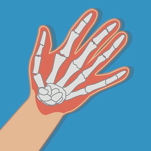 anatomy hand