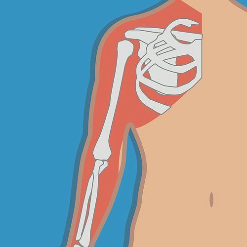 shoulder joint anatomy bones