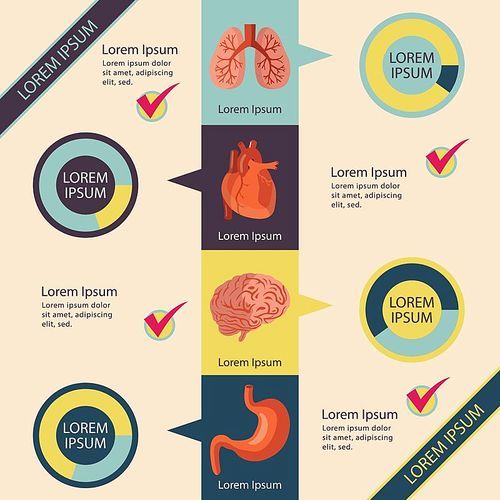 internal human organs infographic