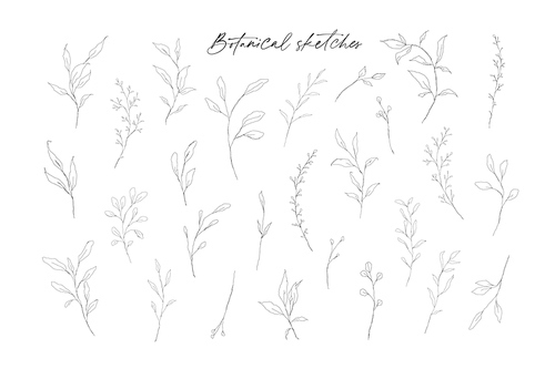 Botanical line art leaves hand drawn pencil sketches isolated on white. Fine art floral elegant delicate graphic clipart for wedding invitation card. Vector illustration