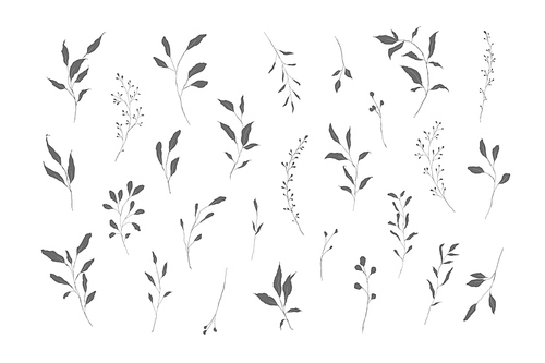Botanical silhouette leaves hand drawn pencil sketches isolated on white. Fine art floral elegant delicate graphic clipart for wedding invitation card. Vector illustration