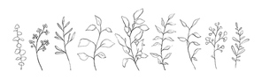 Set of botanical line art floral leaves, plants. Hand drawn sketch branches isolated on white. Vector illustration