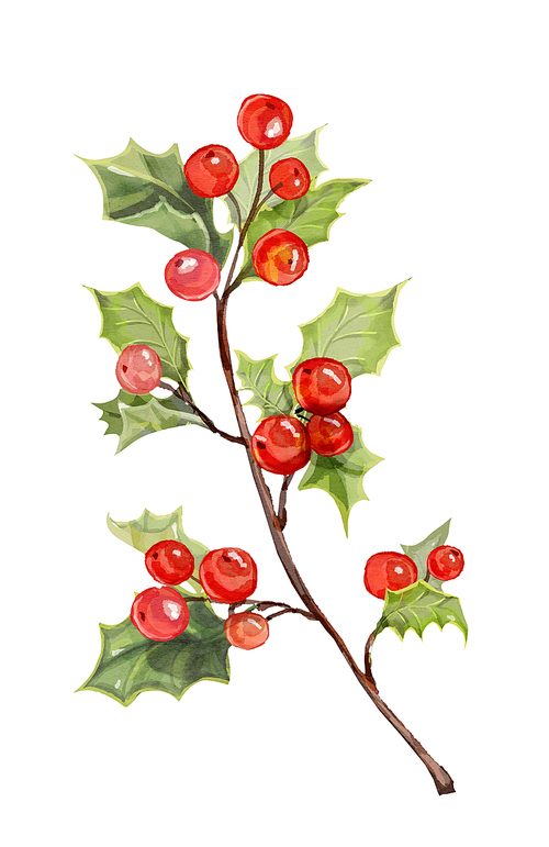 크리스마스 빨간열매, 호랑가시나무 열매 입니다.크리스마스카드