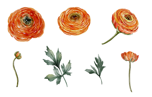 수채화_라넌큘러스 꽃, 주황색 꽃