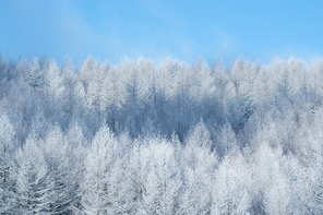 눈이 내린 겨울 나무가 반복적으로 나열된 패턴 그리고 파란하늘