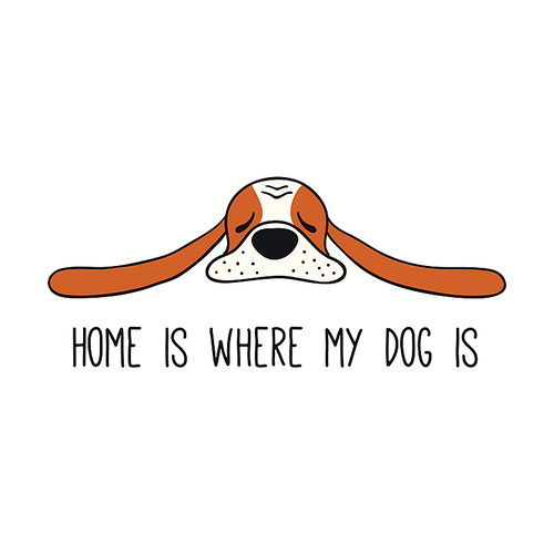 Cute funny basset hound, puppy, quote Home is where my dog is. Hand drawn color vector illustration, isolated on white. Line art. Pet logo, icon. Design concept trendy poster, t-shirt, fashion .