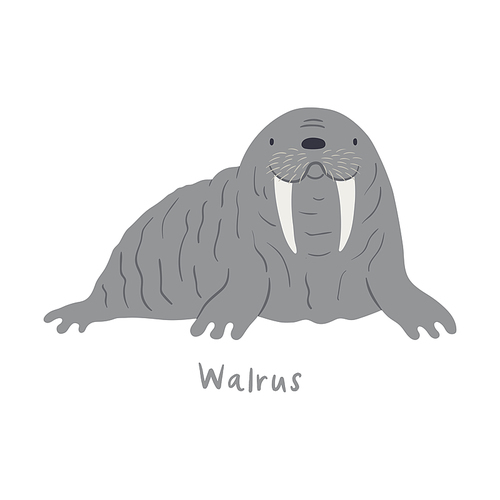 Cute cartoon walrus, isolated on white. Hand drawn vector illustration. Winter animal character. Arctic wildlife, nature. Design concept for kids fashion, textile , poster, card, baby shower.