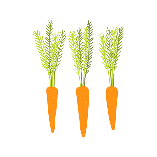 Different carrots hand drawn illustration. Cartoon style flat design, isolated vector. Summer, autumn harvest, farmer market print element, farming, gardening, healthy, vegetarian food