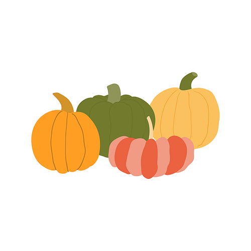 Different pumpkins hand drawn illustration. Cartoon style flat design, isolated vector. Summer, autumn harvest, farmer market print element, farming, gardening, healthy, vegetarian food