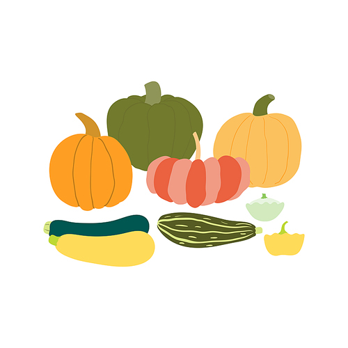 Different pumpkins, squashes hand drawn illustration. Cartoon style flat design, isolated vector. Summer, autumn harvest, farmer market print element, farming, gardening, healthy, vegetarian food