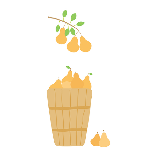 Basket with pears, tree branch hand drawn illustration. Cartoon style flat design, isolated vector. Summer, autumn harvest, farmer market print element, farming, gardening, healthy, vegetarian food