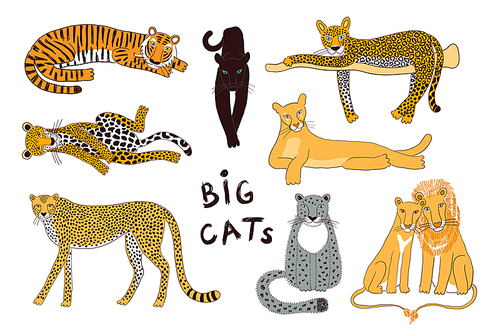 Big cats isolated collection, color. Lion, tiger, leopard, jaguar, panther, cougar, cheetah. Hand drawn vector illustration. Line art style design. Animal characters, wildlife clipart elements