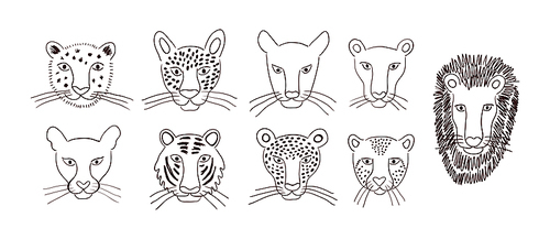 Big cats faces isolated collection, outline. Lion, tiger, leopard, jaguar, panther, cougar, cheetah. Hand drawn vector illustration. Line art style design. Animal characters, wildlife clipart elements