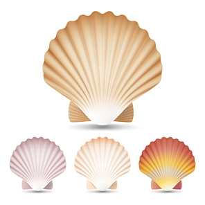 Scallop Seashell Vector. Beauty Exotic Souvenir Scallops Shell Isolated On White Background Illustration