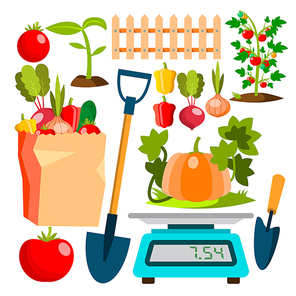 Ecological Vegetables Gardening Vegetable Garden Vector. Natural Product Icons. Flat Cartoon Illustration